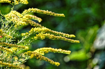 Close-up of yellow plant