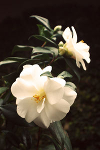 Close-up of flower blooming outdoors