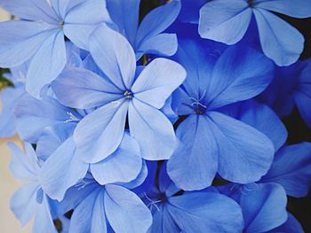 Close-up of blue flowers