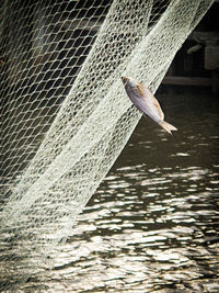 Seagull flying over a water