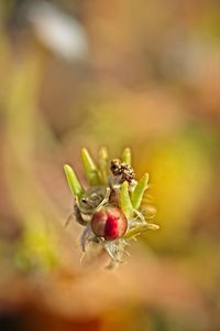 Close-up of red berries on plant