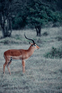 Antelope in kenya