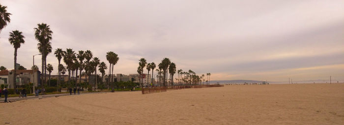 Panoramic shot of palm trees on beach against sky
