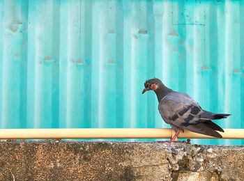 Close-up of bird perching on wall