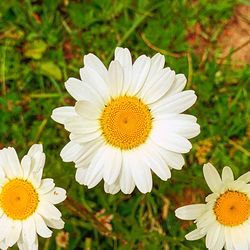 Close-up of white daisy flower