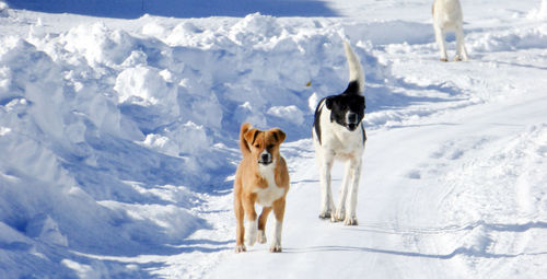 Dog on snow covered landscape