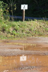 Reflection of trees in puddle