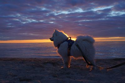 American eskimo - japanese spitz at the beach during sunset