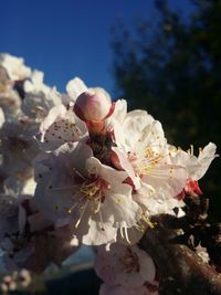 Close-up of cherry blossom