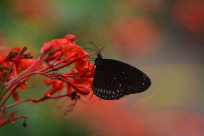 Close-up of butterfly pollinating on flower