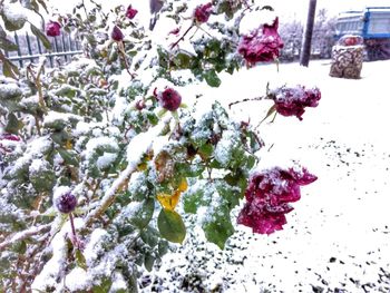 Close-up of snow on plant