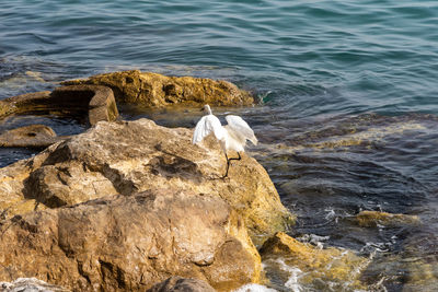 High angle view of bird in sea