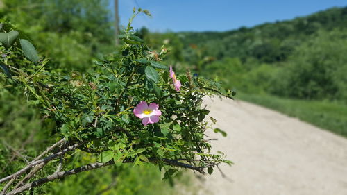 Close-up of flowers blooming in park