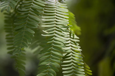 Close-up of green leaves