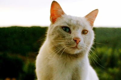 Close-up portrait of cat