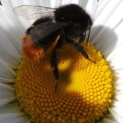 Close-up of bee pollinating on yellow flower