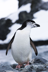 Close-up of penguin on rock