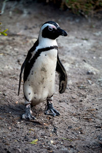 Close-up of penguin on land