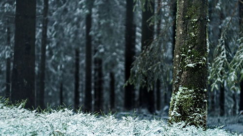 Close-up of trees in forest during winter