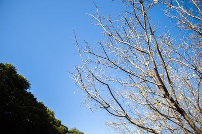 Low angle view of bare trees against clear blue sky