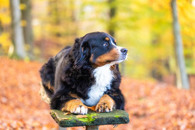 Close-up of dog looking away