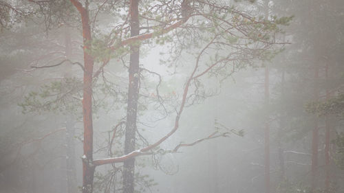 Trees in forest during foggy weather