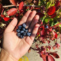 Close-up of hand holding blueberries 