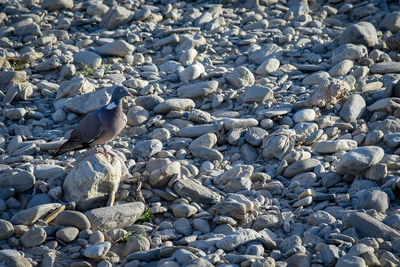 High angle view of bird on beach