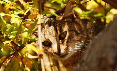 Portrait of cat on surrounding wall