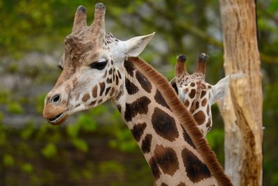 Head shot of a giraffe in the treetops