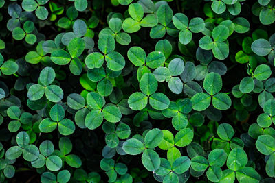 Full frame shot of wet plants