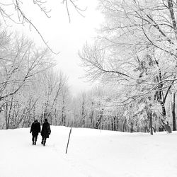 Bare trees on snow covered landscape