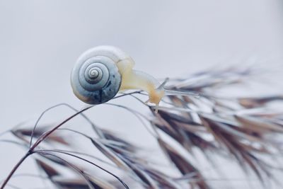 Close-up of snail