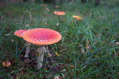 Close-up of fly agaric mushroom on field