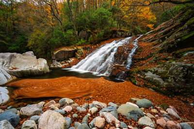 Scenic view of waterfall in forest