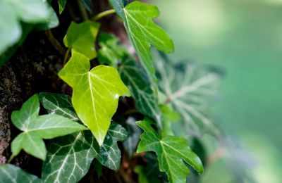 Close-up of fresh green plant