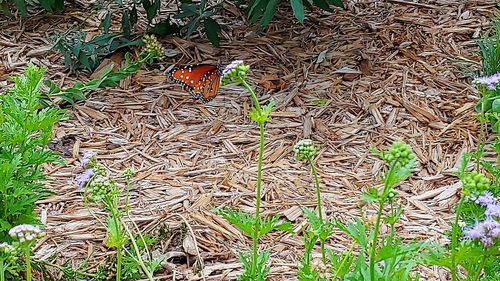 High angle view of butterfly on field