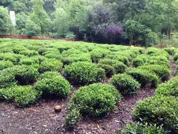 Plants growing in park