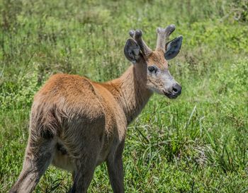 Marsh deer, blastocerus dichotomus.