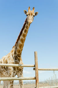 View of giraffe against clear sky