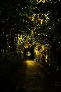 Trees on illuminated footpath at night