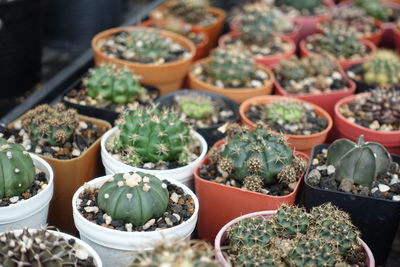 High angle view of potted plants for sale at market