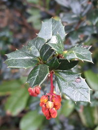 Close-up of berries on plant