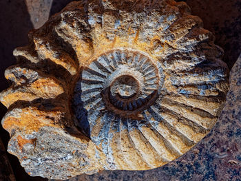 Close-up of spiral shell on rock