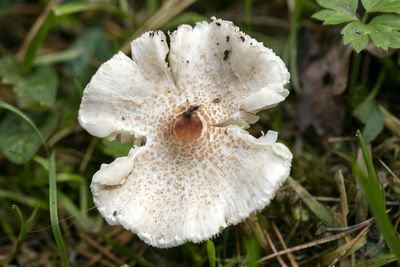 Close-up of white mushroom growing on field