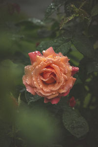 Close-up of rose blooming outdoors