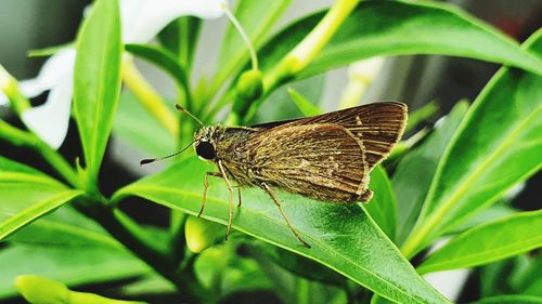 Butterfly on leaf