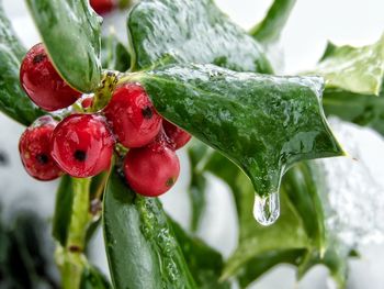 Close-up of strawberry growing on plant