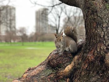 Squirrel sitting on tree trunk