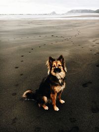 Portrait of dog sitting on sand at beach